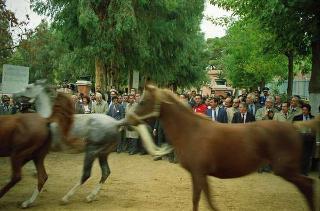 Il Presidente della Repubblica Francesco Cossiga in visita di Stato in Algeria (12 - 14 novembre 1989)