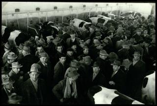 La Fiera internazionale dell'agricoltura di Verona nelle edizioni 1952, 1955 e 1956