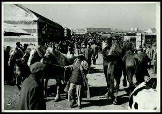 La Fiera internazionale dell'agricoltura di Verona nelle edizioni 1952, 1955 e 1956