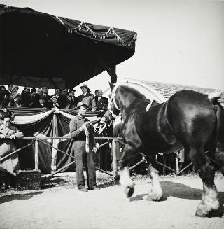 Intervento del Presidente della Repubblica Luigi Einaudi e della moglie Ida alla inaugurazione della 54^ Fiera Internazionale dell'Agricoltura e dei Cavalli (Verona)
