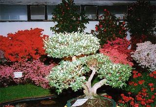 Visita del Presidente della Repubblica a Genova per l'Esposizione internazionale "Euroflora 96"