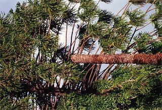 Caduta di una palma nei giardini per cause atmosferiche
