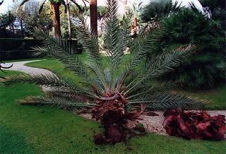 Caduta di una palma nei giardini per cause atmosferiche