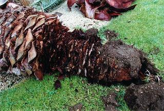 Caduta di una palma nei giardini per cause atmosferiche