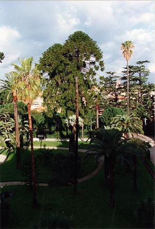 Caduta di una palma nei giardini per cause atmosferiche